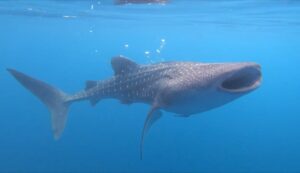 Whaleshark in Saleh Bay